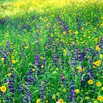 Wildflowers in the Foothills.