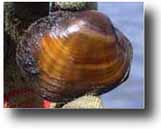 Photo of the Higgins eye pearlymussel