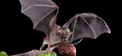 bat