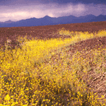 Springtime wildflowers.