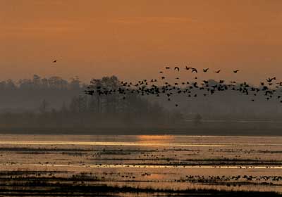 low-lying lands may be inundated by rising sea level