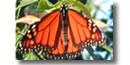 Monarch Butterfly