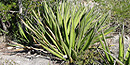 Agave Lechugilla is the