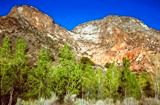 Photo of rock cliffs and cottonwood trees in Rainbow Canyon, south of Caliente, NV.