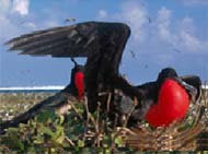 Magnificent Frigatebirds