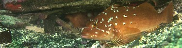 The underwater world of Glacier Bay