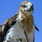 Ferruginous hawk.