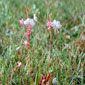 Colorado Butterfly plant (Gaura neomexicana var. coloradensis)