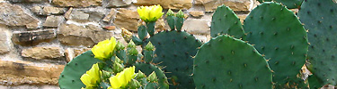 Blooming Prickly Pear Cactus