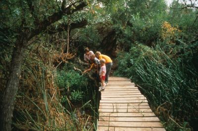 A group of children explore the Big Morongo Canyon Preserve along the boardwalk