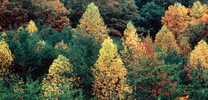 Fall colors can be seen from October through early November in the park.