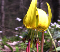 Trout-lilies bloom in late March at low elevations in the park.