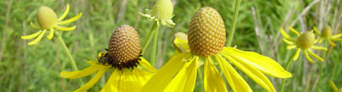 Bright yellow coneflowers bloom among green prairie grasses.