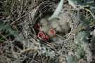 birds in nest