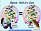 Gene networks cartoon