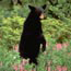 A black bear stands up for a better view