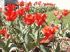 Park sign on left and red tulip bed on right