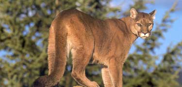 Cougar