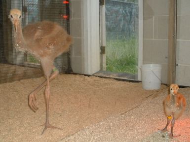 This picture is a graphic example of the rapid growth rate of whooper chicks. The bird on the left is WCEP #12, a male at 35 days of age. The smaller chick on the right is WCEP #20, and is only 9 days old. There is less than a month in age between them, yet the size difference is startling. A plate of Plexiglass allows the chicks to interact, yet prevents accidents or aggression. Genetic tests haven't been completed for birds younger than WCEP #18. 