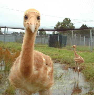 WCEP #05 can see his own face in the camera lens and gets closer to investigate "that other crane." #07, in the background, is content to let #05 be the brave one. 