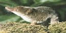 Photograph of a shrew
