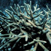 staghorn coral