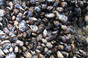 Mussel colony clinging to rocks in the intertidal zone.