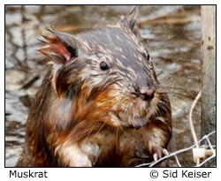 muskrat