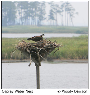 osprey nest