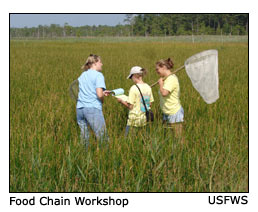 food chain workshop