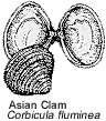 Asian Clam