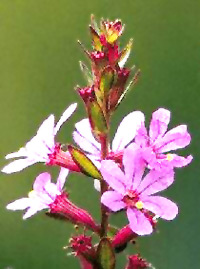 Purple loosestrife (NBII)