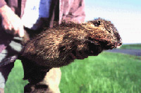 South American Nutria (USGS)