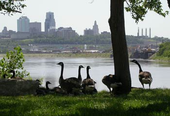 Geese at Kaw Point with city skyline behind.