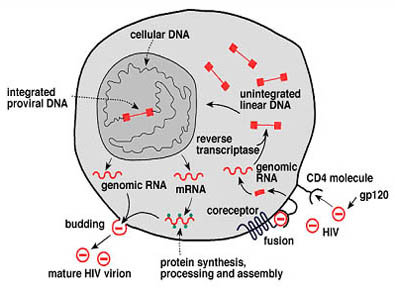 Replication Cycle of HIV