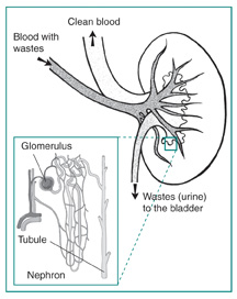 Drawing of a kidney. Labels show where blood with wastes enter the kidney, clean blood leaves the kidney, and wastes (urine) are sent to the bladder. An inset shows a microscopic view of a nephron. Labels point to the glomerulus and the tubule.