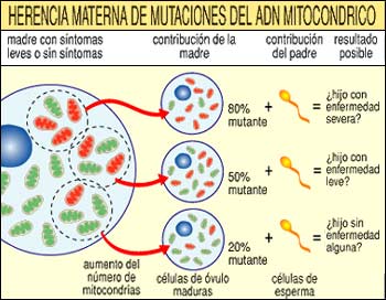 HERENCIA MATERNA DE MUTACIONES DEL ADN MITOCONDRICO