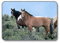 South Steens Wild Horses on Steens Mountain in the Burns District.
