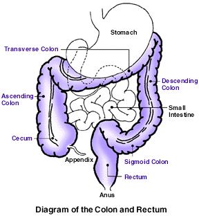 Diagram of the Colon