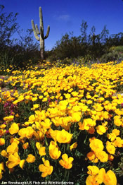 Poppies Puerto Blanca Mountains