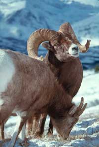 Bighorn sheep