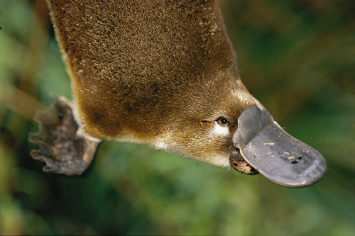 The duck-billed platypus. Courtesy:Nicole Duplaix, Getty Images