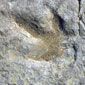 Dinosaur track at the Red Gulch Dinosaur Tracksite near Worland, Wyoming.