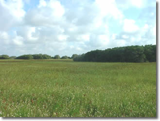 coastal prairie and oak mottes