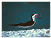 Black Skimmer