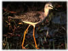 Greater Yellowlegs