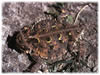 Texas Horned Lizard