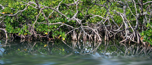 mangroves