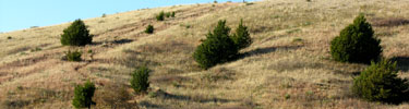 Emigrant wagons often descended Windlass Hill with their wheeels locked creating deep ruts.