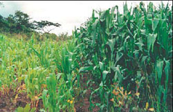 Photo of The shrub Tephrosia. Planted among maize, Tephrosia can double a farmer's yield.